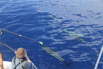 Acousonde 3B on a pantropic spotted dolphin, (c) Robin W. Baird NMFS permit 731-1774