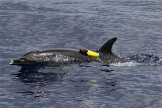 Acousonde 3B on a pantropic spotted dolphin, (c) Robin W. Baird NMFS permit 731-1774