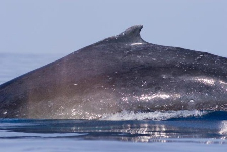 humpback whale, photo courtesy Ema K (c) 2009